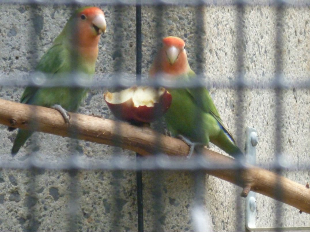 Лариса Федорова | New York City