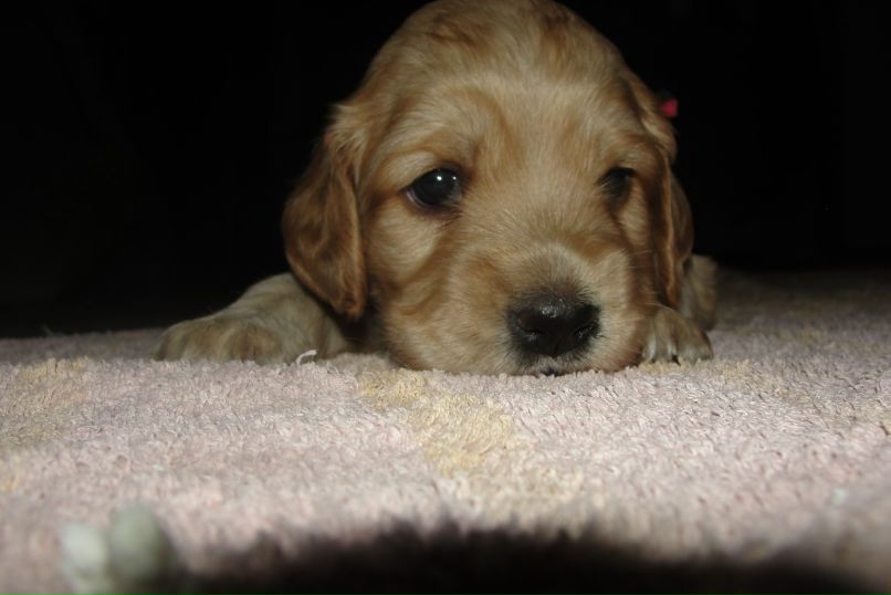 Артем Андреев асюнчик | Черновцы