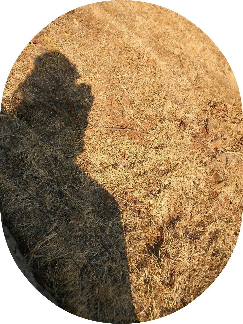 Ксения Гребенцова | 