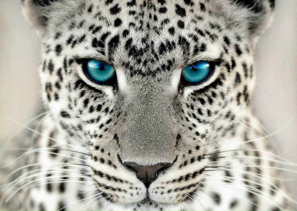 Владимир Дмитриев | Владимир