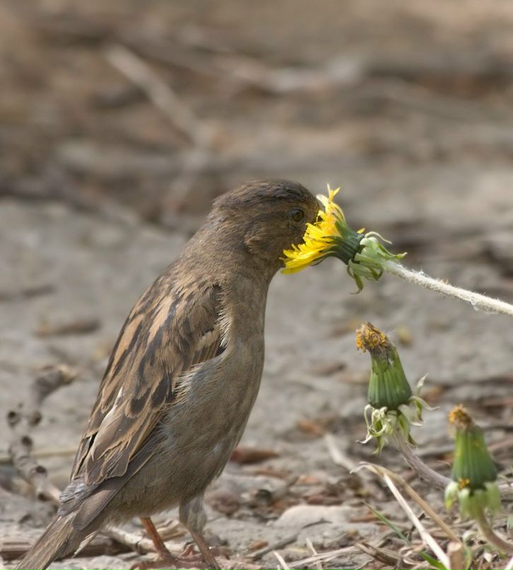 Ольга Петрова | Великий Новгород