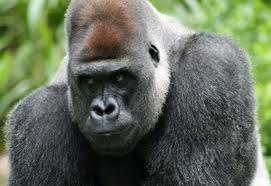 Вадим Рунец !Нибируанец! | Рига