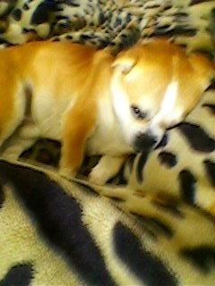 Валерия Петренко | Запорожье