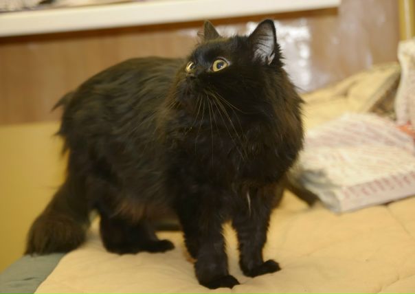 №93, Светлана Каспрова, Мытищи №93, Светлана Каспрова, Мытищи