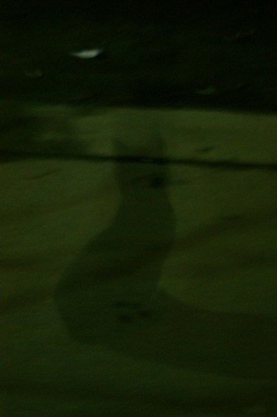 №11, Анастасия Рыжко №11, Анастасия Рыжко