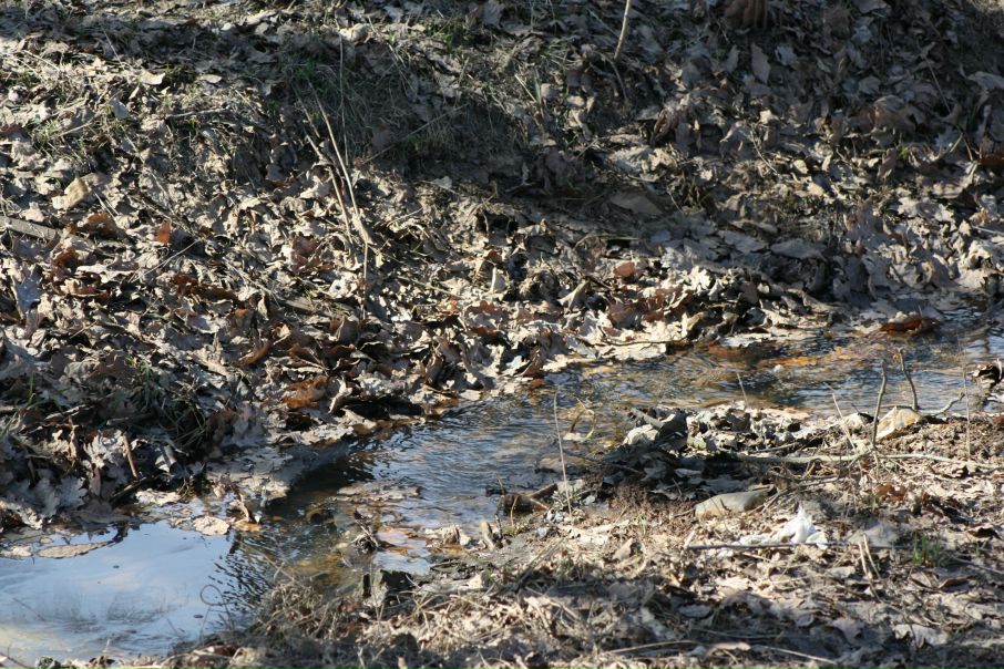 №98, Птица Сова, Санкт-Петербург №98, Птица Сова, Санкт-Петербург