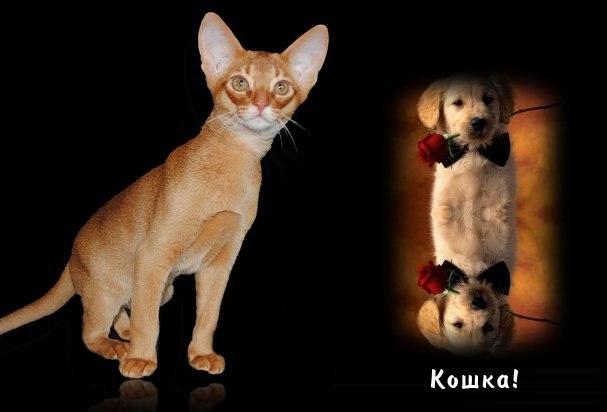 Катерина Червак | Виноградов