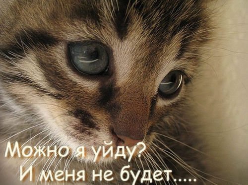 Маленький Принц | Санкт-Петербург