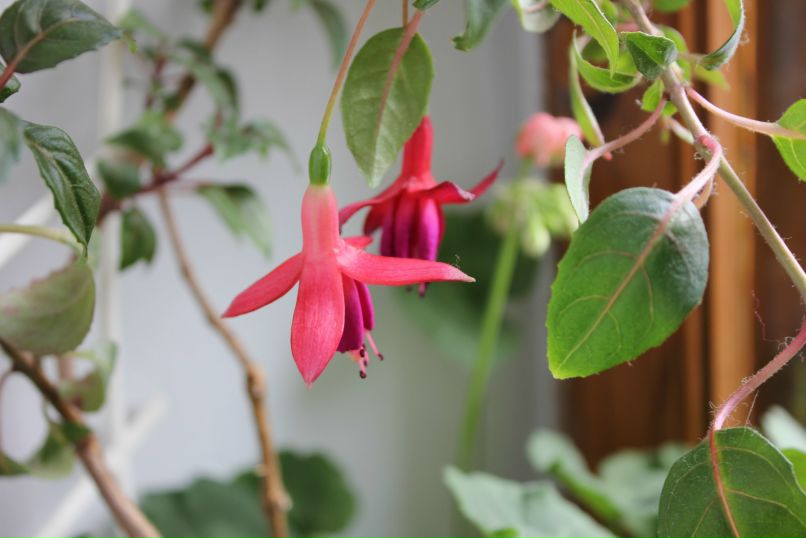 Лилия Гоменюк | Вышгород