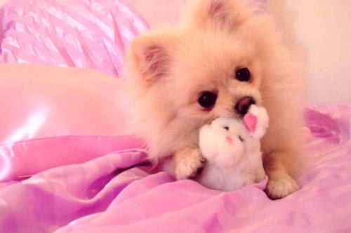 Майя Бакуридзе | 