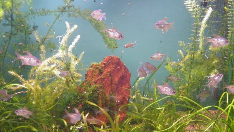 Анна Миронова | Санкт-Петербург