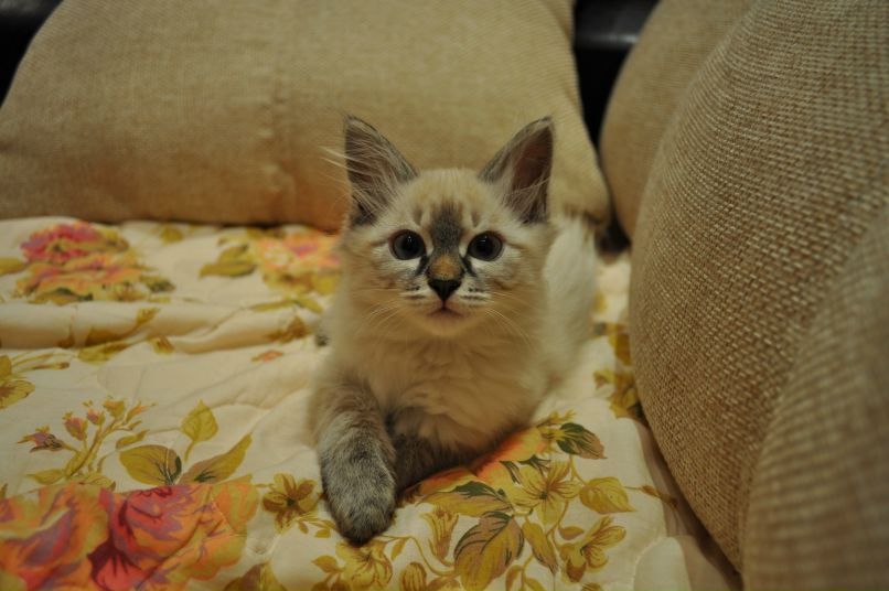 Анюта Ворогушина | Москва