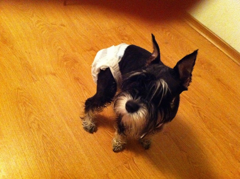 Аня Разумовская | 