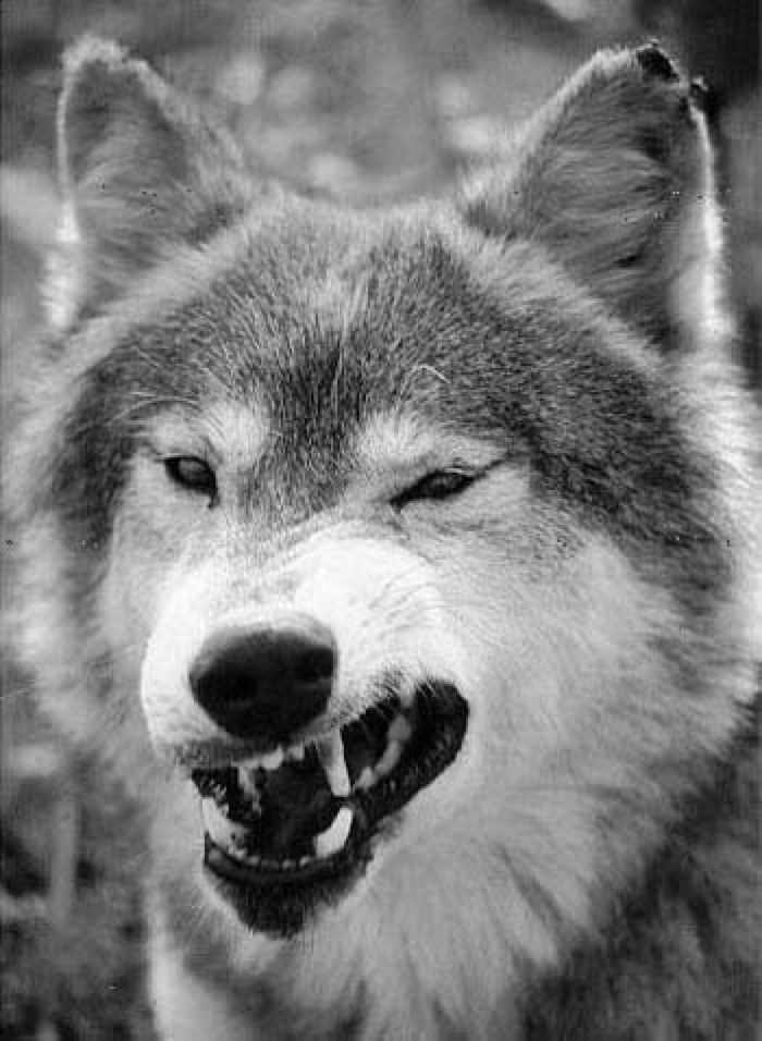 Самир Алахвердиев | 