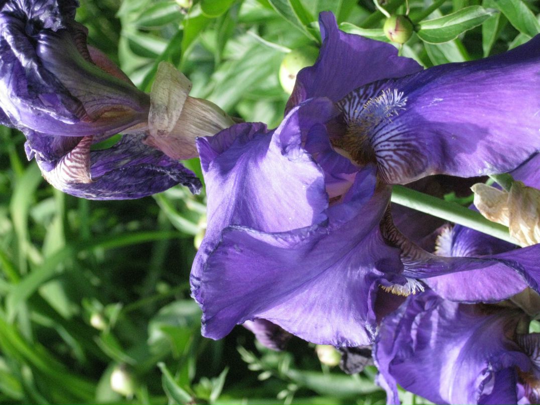 Наталія Грапенюк Василівна | Киев