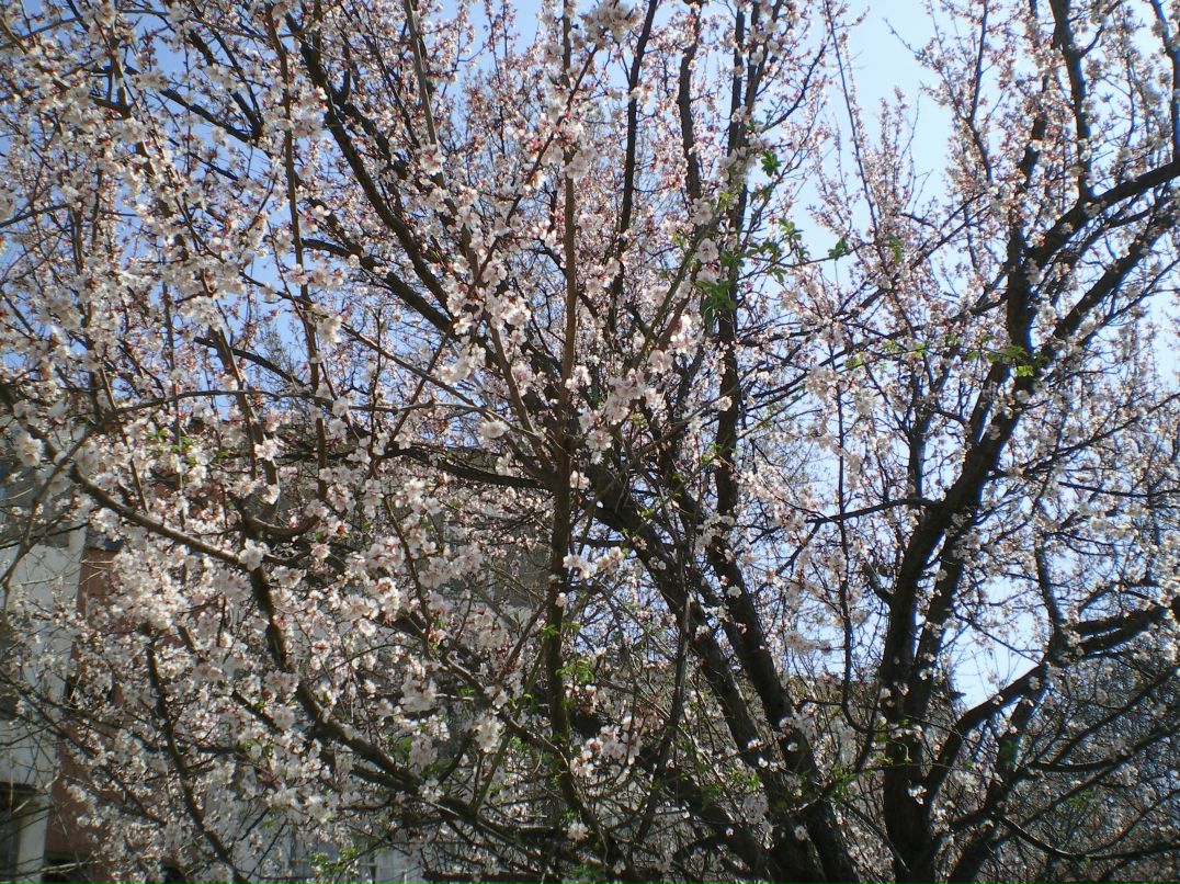 Руфиньчик Сагдиева | Ташкент