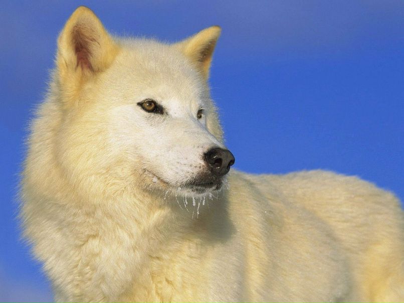 Алексей Присяжный | Минск