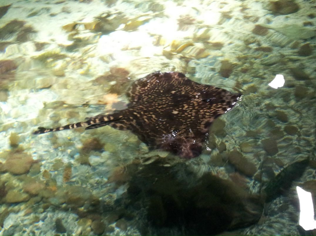 Ирина Дежан | Санкт-Петербург