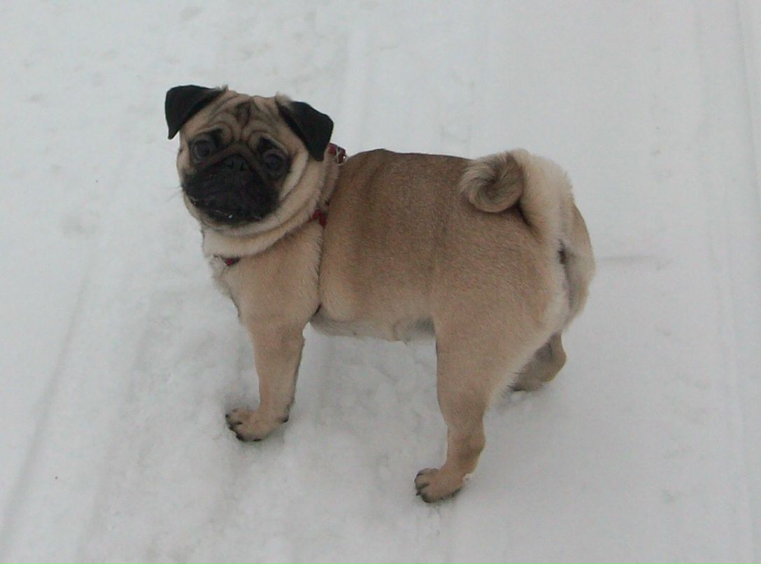 Елена Михайлова | Боровичи