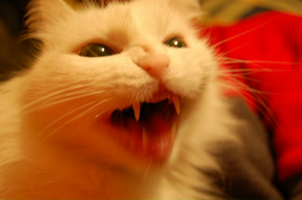 Андрей Ткаченко | Ростов-на-Дону