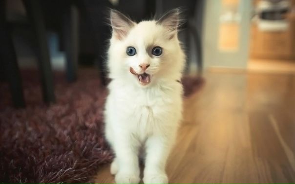 №121, Екатерина Калинина, 6.3 №121, Екатерина Калинина, 6.3