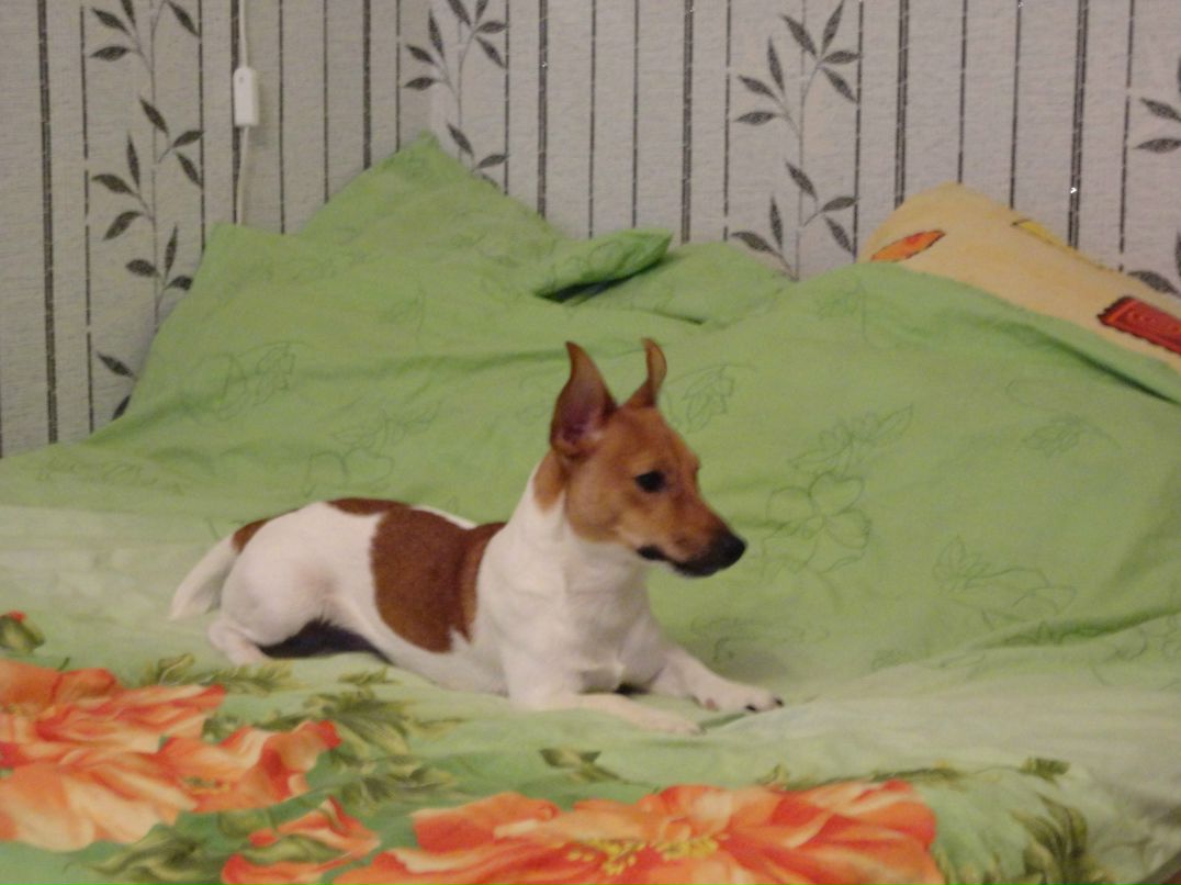 Дарья Шибалова | Санкт-Петербург