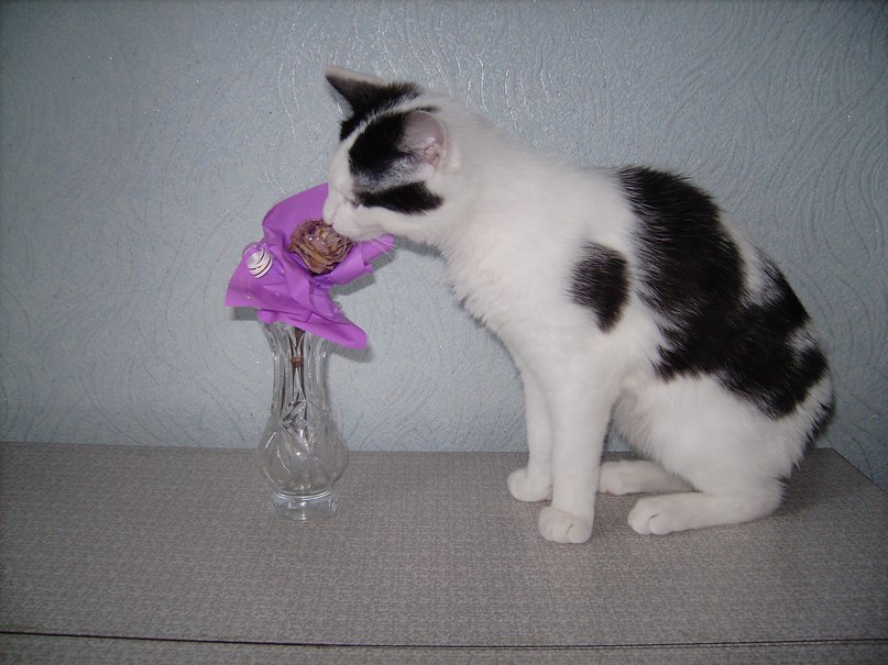 Алла Самофал | 