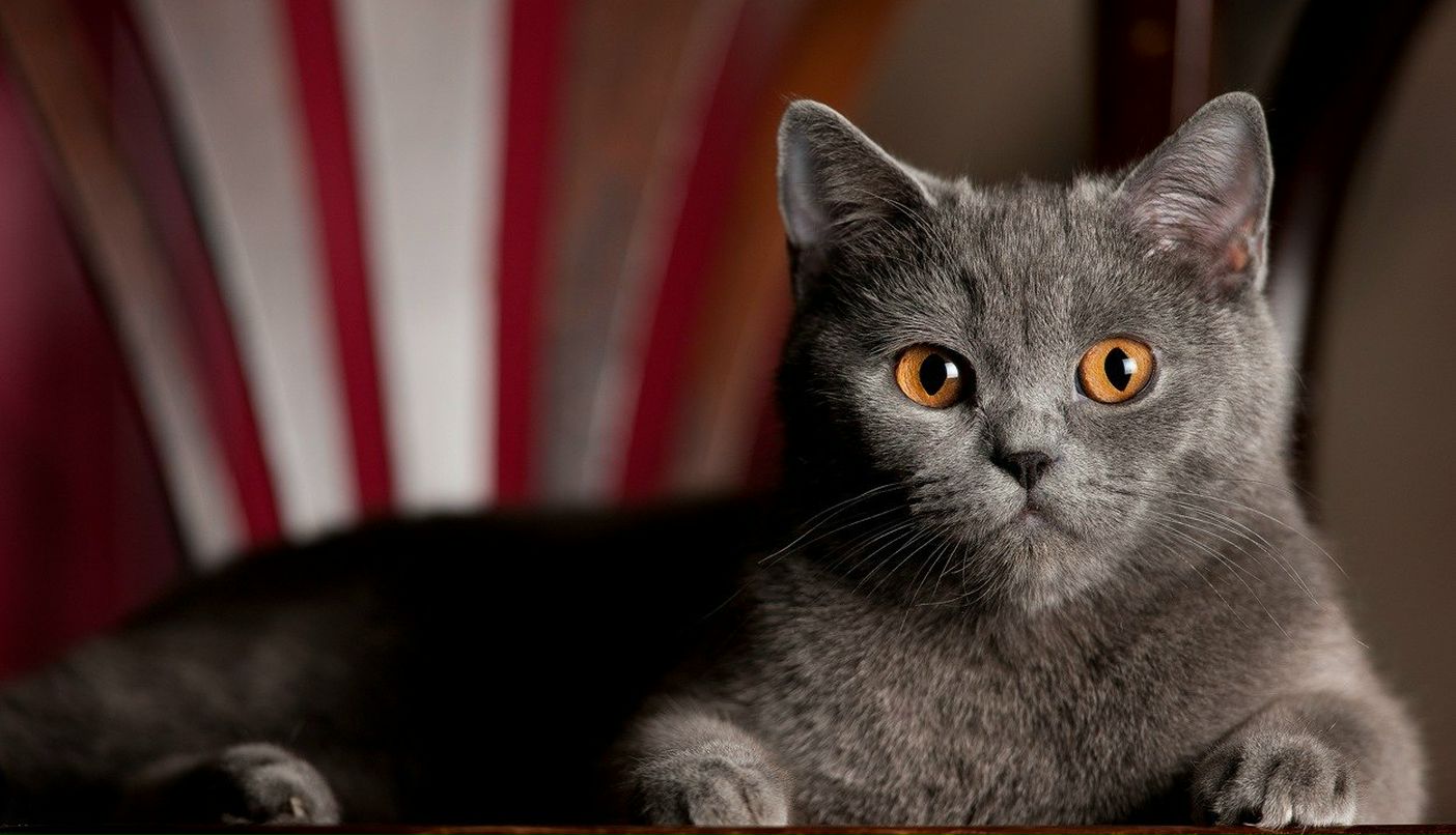 Анастасия Гаруляша | Красногорск