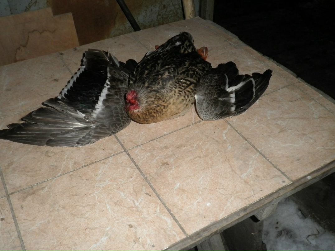 Нариман Билялов *** √ιР*** | Симферополь