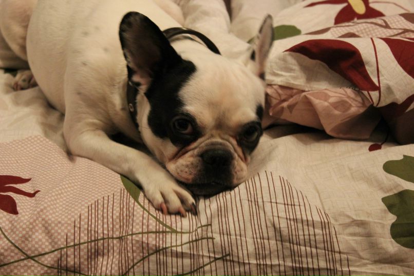 Никита Брага | Санкт-Петербург