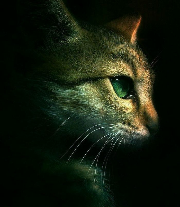 Виталий Капусняк Vet2L | Винница