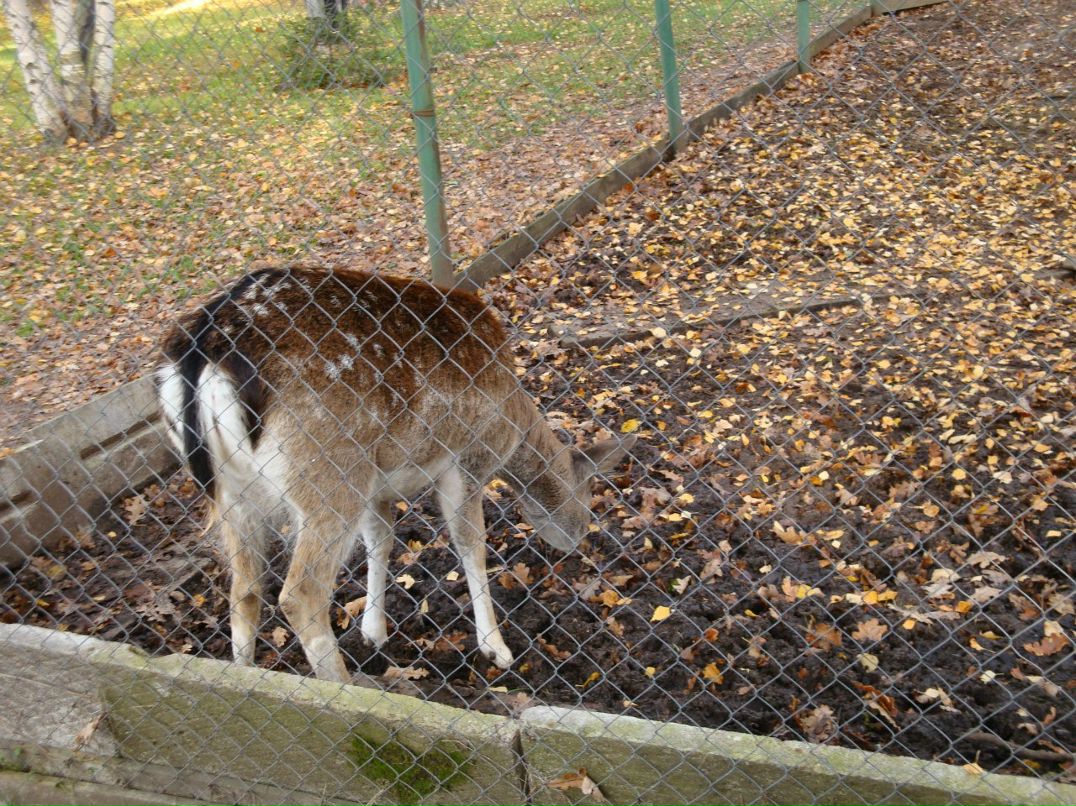 Николай Иоров | Санкт-Петербург
