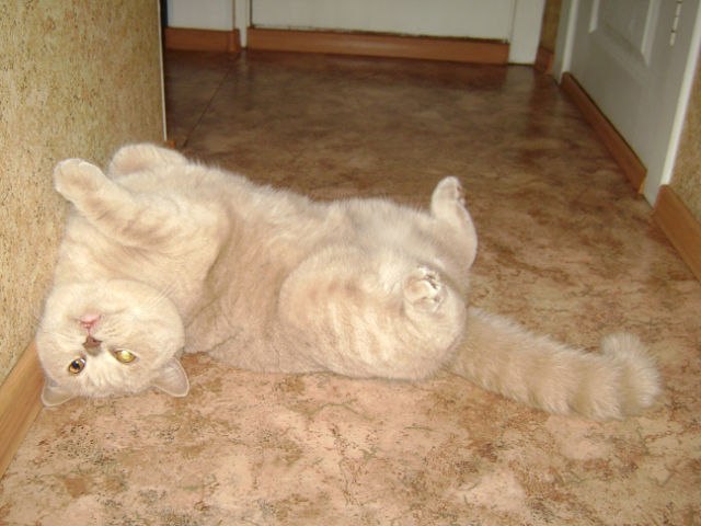 Екатерина Жеманова | Новосибирск