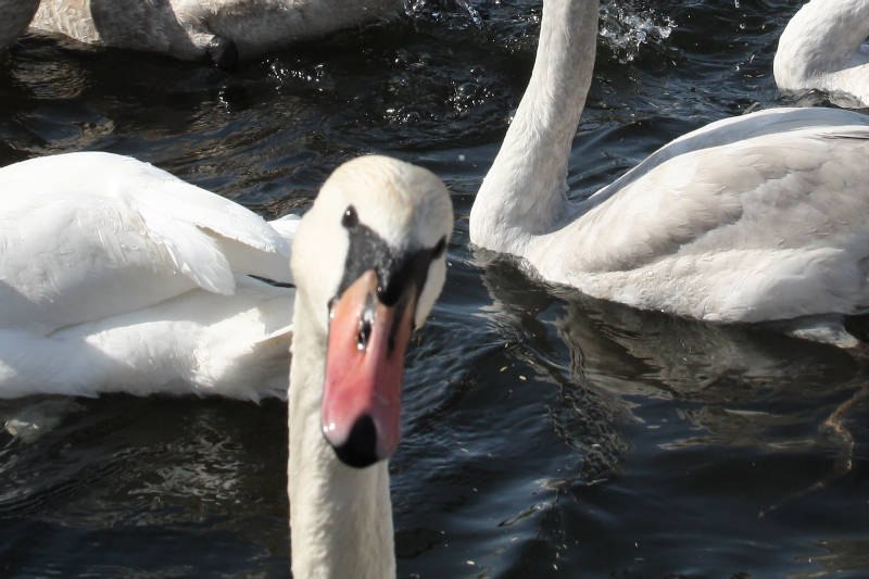 Сергей Пономарев | Краснодар