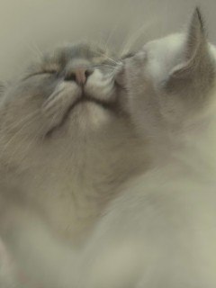 Ирина Баранова | Санкт-Петербург