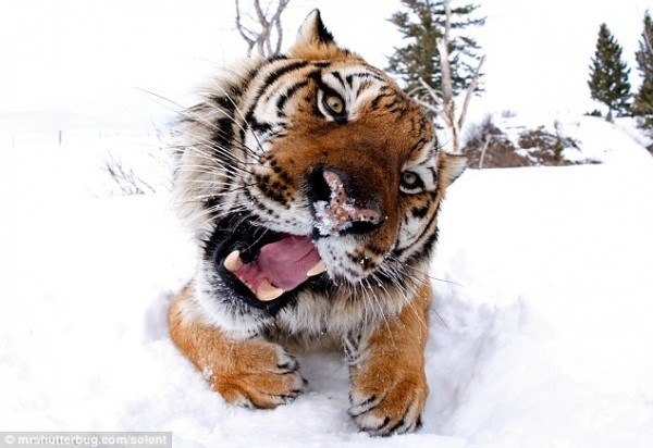 Влад I | Киев