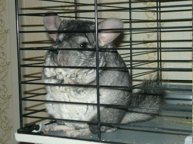 Галина Флек | Новокузнецк