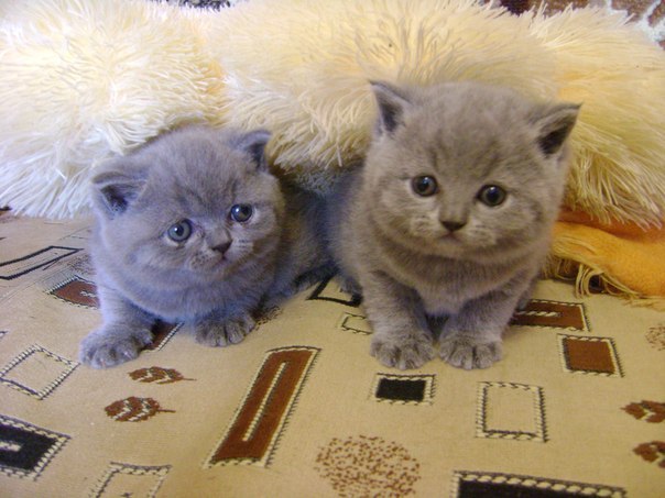 Дарья Головнева | Таганрог