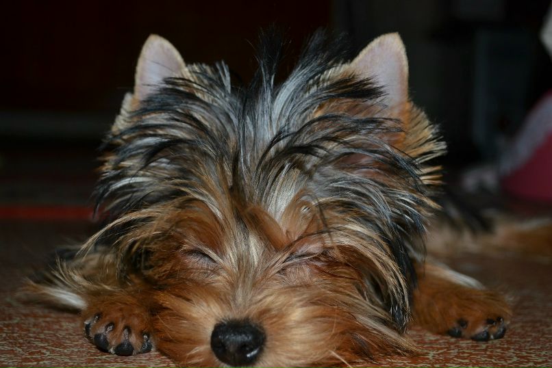 Олесенька Коркошко | Таганрог