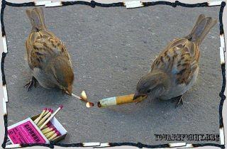 Ulvi Aliyev | Баку