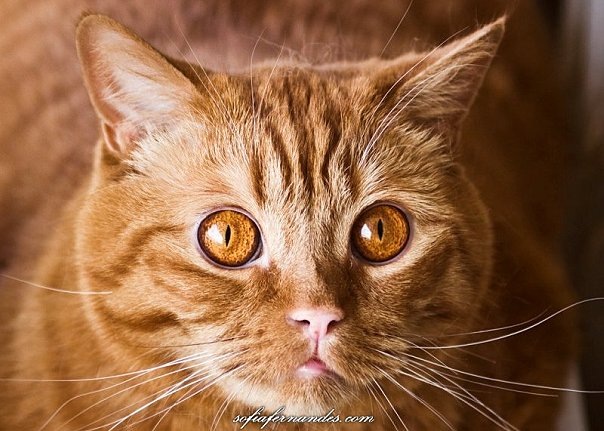 №5, Соня Фернандес, 38 лет, Москва, Россия №5, Соня Фернандес, 38 лет, Москва, Россия