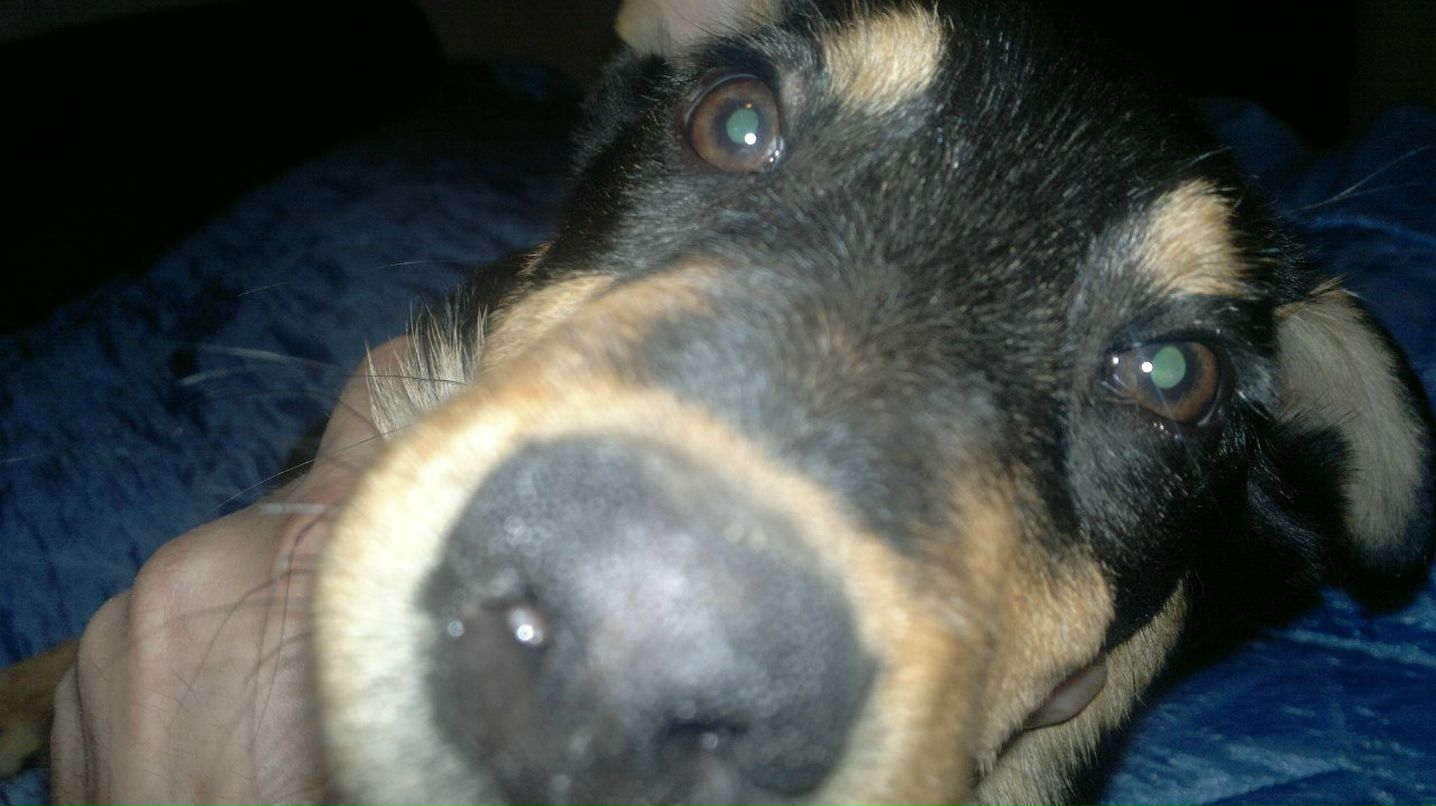 Олег Янковский ОлЕжКа:) | Киев