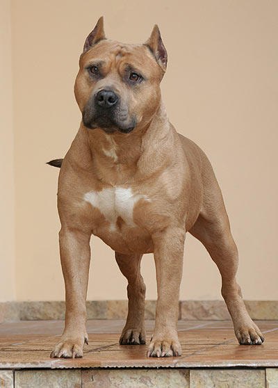 Ілля Пазюк ♠ Mefistofel ♠ | Черновцы