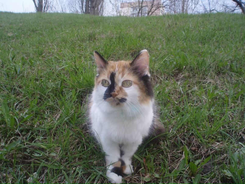 №39, Таня Швед, Киев №39, Таня Швед, Киев