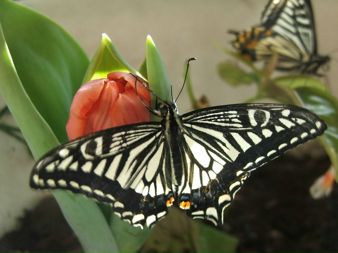 Ирина Игнатова | Oulu