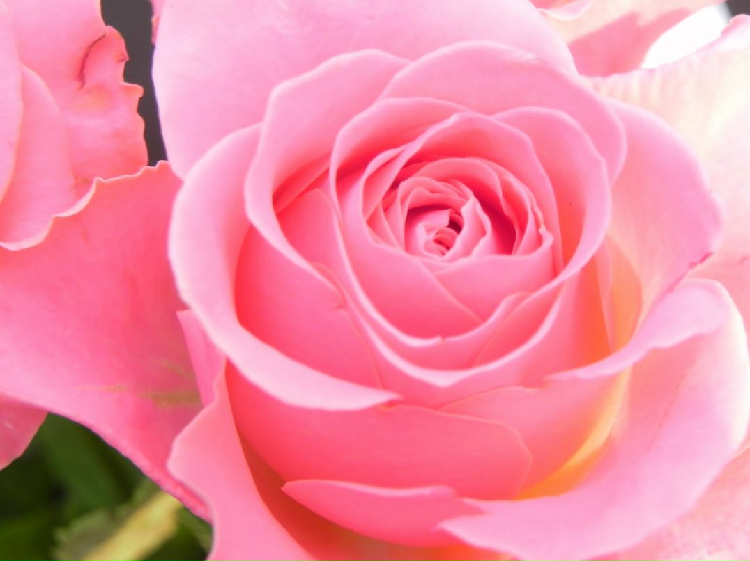 Марина Гулій (Остафійчук) | Коломыя