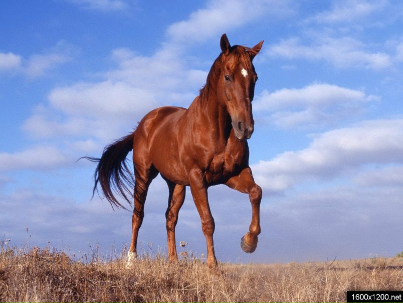 №2, Димон Кобра №2, Димон Кобра