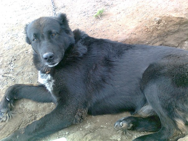 №1, Айдар Галиахметов №1, Айдар Галиахметов