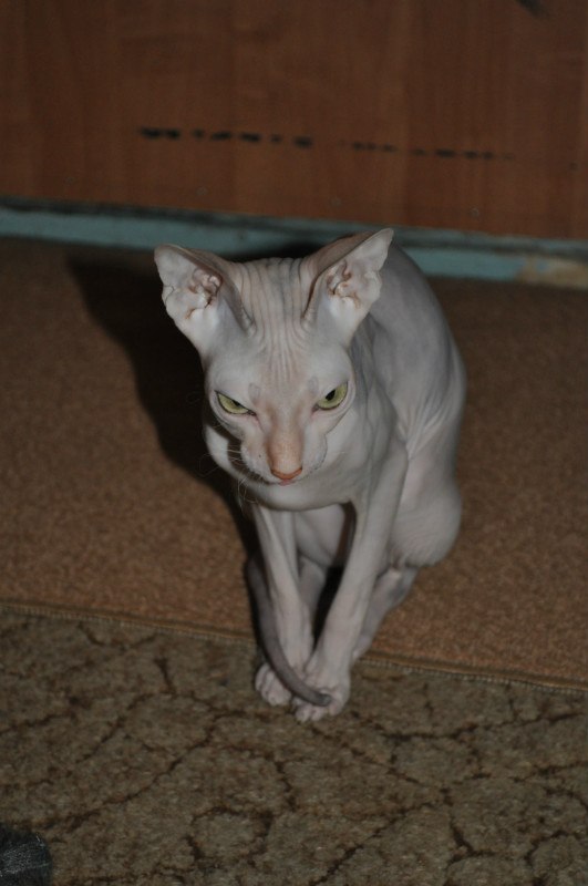 Александр Мезников | Воркута