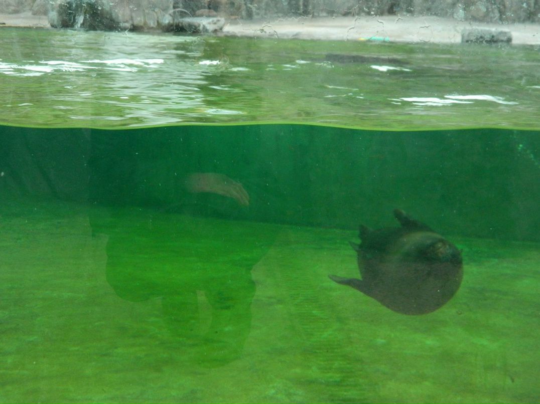 Ксения Никифорова | 